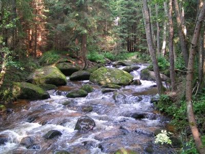 Gruppenavatar von WALDVIERTELER (und stoiz drauf)