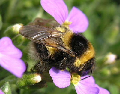 Gruppenavatar von werden hummeln von anderen insekten gemoppt nur weil sie dicker sind?