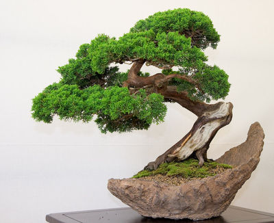 Gruppenavatar von Gruppe für Bonsai Liebhaber