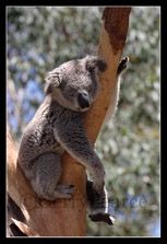Gruppenavatar von 20 Stunden schlafen, 4 Stunden essen - Ich bin ein Koala!!!