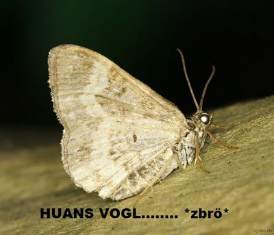 Gruppenavatar von HUANS VOGL *gg*.............