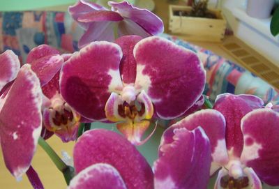 Gruppenavatar von Orchideen-Retter