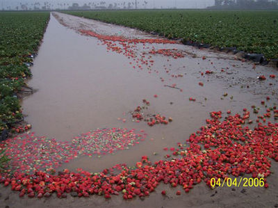 Gruppenavatar von Strawberry Fields Forever