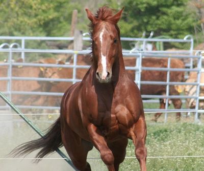 Gruppenavatar von American Quarter Horse THE ONE AND ONLY!!!!!