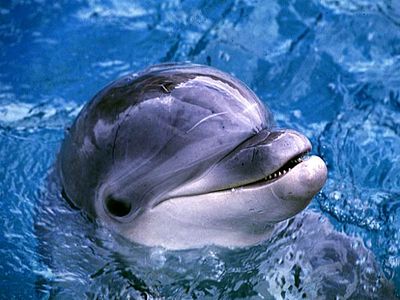 Gruppenavatar von Delphin-freunde