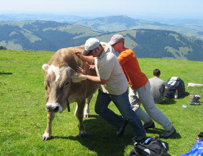 Gruppenavatar von Pferde stehlen is' laangweilig.. lass uns Kühe schupsen. *gg*