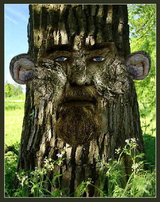 Gruppenavatar von Ein Baum hat Äste, das ist das beste, denn wär er kahl, dann wärs ein Pfahl!!!