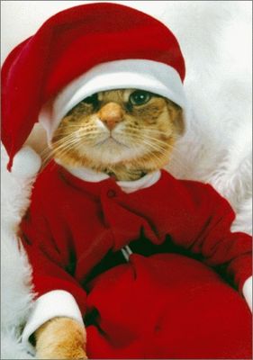 Gruppenavatar von meine katze hört gerne weihnachtslieder