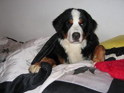 Gruppenavatar von Berner Sennenhund - Liebhaber