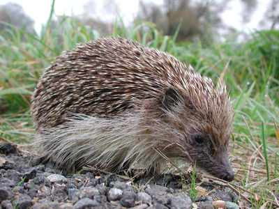 Gruppenavatar von Sorry! sagte der igel und stieg geil von der Drahtbürste herunter.