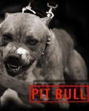 Gruppenavatar von PITBULL!!!