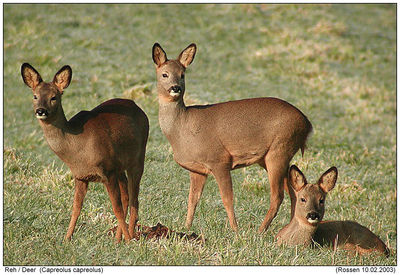 Gruppenavatar von wer rehe isst, der tanzt guad