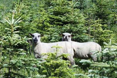 Gruppenavatar von Sheep Society, Bio-Christbäume und Glasmolkerei x)