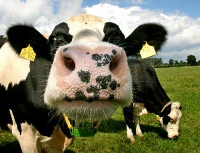 Gruppenavatar von Als der Mensch entdeckte, dass Kühe Milch geben - was tat er dann gerade? 