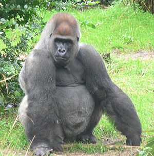 Gruppenavatar von GoRilla's 4- immeR