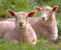Gruppenavatar von Was zählen eigentlich Schafe wenn sie einschlafen wollen?
