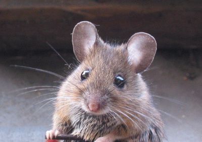 Gruppenavatar von Ich wär mal gerne eine kleine Maus auf einer Dessousparty.