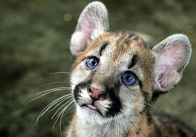 Gruppenavatar von In mir steckt ein WiLdEr TiGeR und ein SüßEs KäTzChEn...*gg*