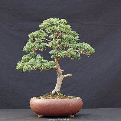 Gruppenavatar von Bonsai