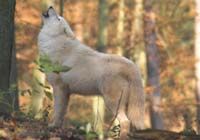 Gruppenavatar von Wolf-Geborene [19.02-20.03.]