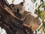 Gruppenavatar von 31.Jänner: Tag der Koalabären!! :)