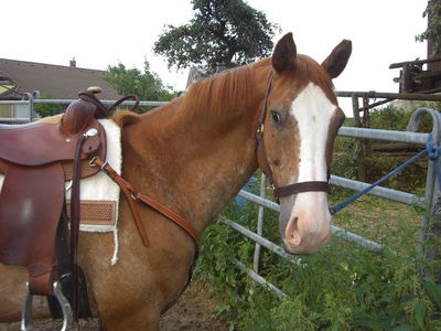 Gruppenavatar von Es trinkt das Pferd es sauft der Mensch wir san von da Open Ranch