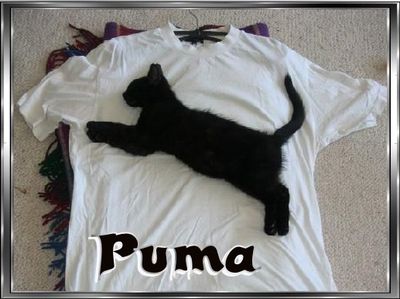 Gruppenavatar von Meine katze liebt auch Puma!!