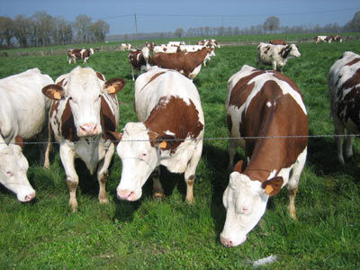 Gruppenavatar von Milchbauern aus dem Bezirk Amstetten