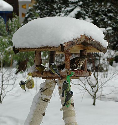 Gruppenavatar von he oida moch de tür zu do ziagts wie in an vogelhäusl