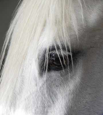 Gruppenavatar von Ohne Pferde.....könnt ich nicht Leben (reiten ist soooo schön):D