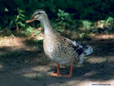 Gruppenavatar von Was ist der Unterschied zwischen einer Ente?