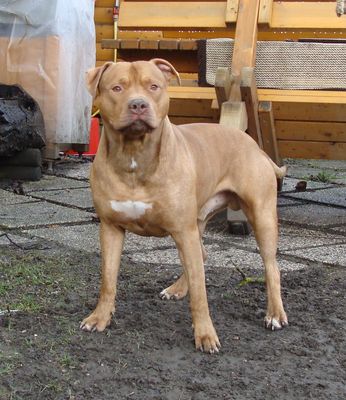 Gruppenavatar von American Pit bull Terrier