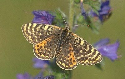 Gruppenavatar von °°°Im nächsten Leben werde ich ein rosa Schmetterling°°°