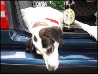 Gruppenavatar von 500L Bier an einen Abend trank diser Hund