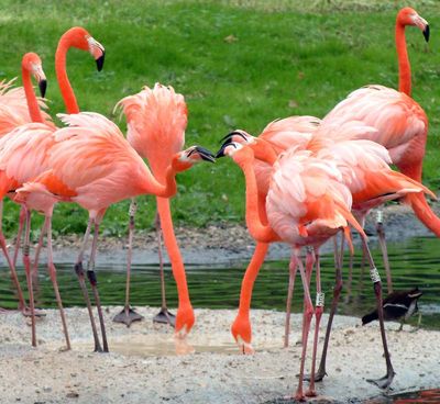 Gruppenavatar von fLAmINgOs