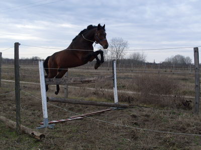 Gruppenavatar von Reiten macht SÜCHTIG