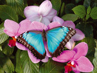 Gruppenavatar von Ƹ̵̡Ӝ̵̨̄Ʒ...hiii...that's my butterfly...Ƹ̵̡Ӝ̵̨̄Ʒ