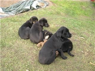 Gruppenavatar von Labrador und Border Collie der perfekte Mix !