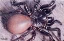 Gruppenavatar von NUR eine TOTE spinne ist eine GUTE spinne