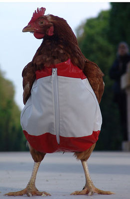 Gruppenavatar von Wir sind die HOT CHICKEN WINGS Fußballelite!