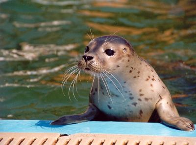 Gruppenavatar von Seehunde und Seelöwen - die süßesten Knopfaugen dieser Welt