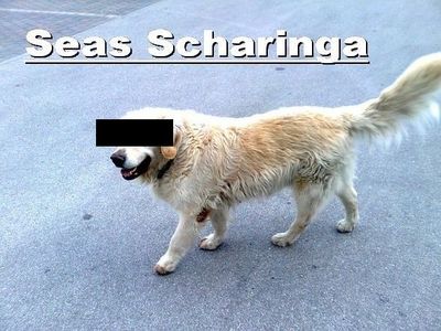 Gruppenavatar von Seas Scharinga