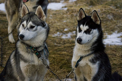 Gruppenavatar von stolzer Huskybesitzer