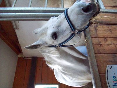 Gruppenavatar von ii Love ... >> my horse 