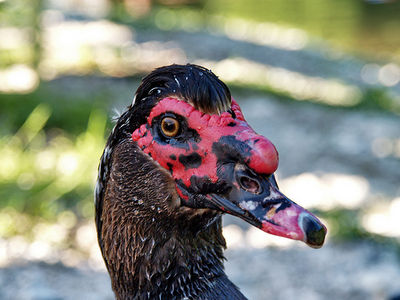 Gruppenavatar von SEEWIESENFEST