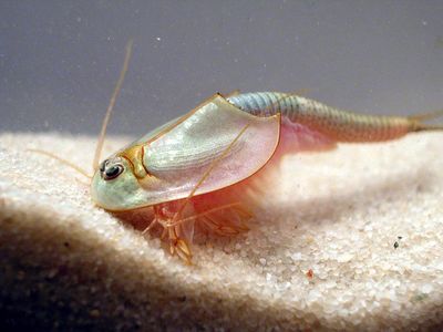 Gruppenavatar von Triops is des geilste Lebewesen!!!