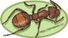 Gruppenavatar von Ameisen (Chat) - http://ameisen.cc