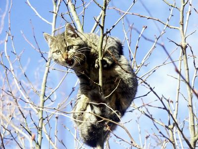 Gruppenavatar von Meine Katze bekommt Angst wenn ich zur ihr Muschi sage