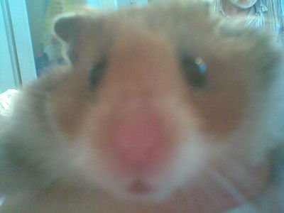 Gruppenavatar von ♥♥♥Hamsterfreunde♥♥♥