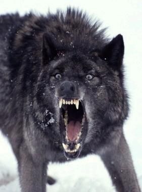 Gruppenavatar von Black Wolf´s are The King of Kings